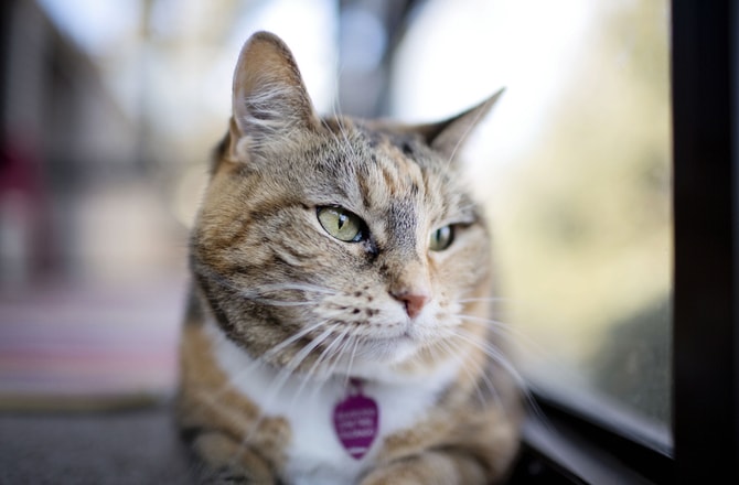 How Do Cats Get Heartworms - toxoplasmosis