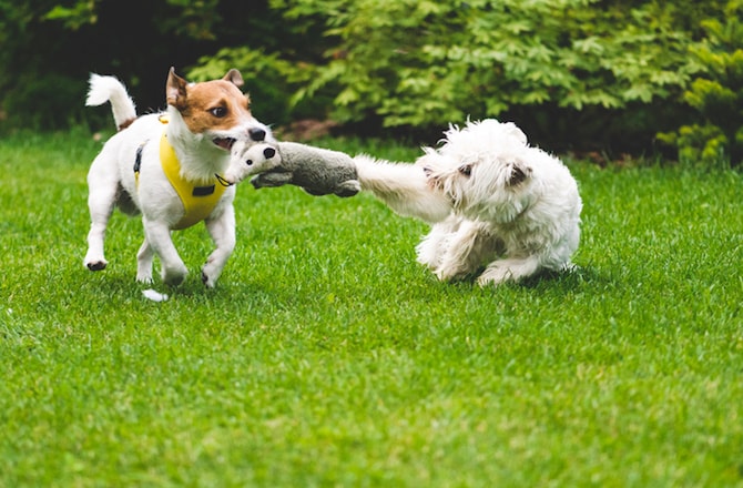 dog jealous of new dog