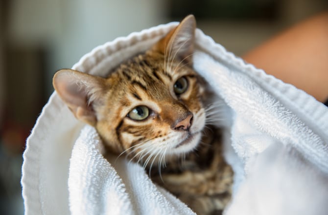 How to Bathe a Kitten | PetMD