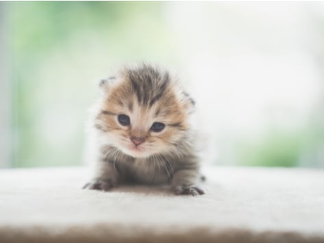 one day old kitten care