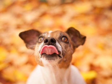 Petmd Mobile Why Dogs Lick And When To Worry