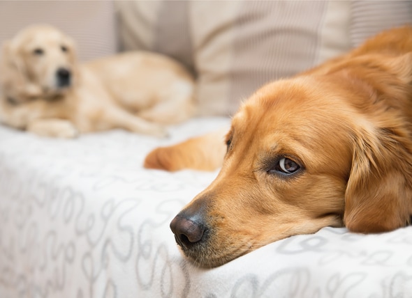 melatonin tablets for dogs