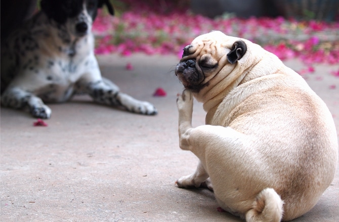 itchy dog treatment