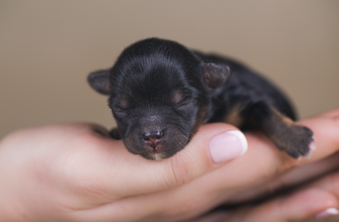 12 Fascinating Facts You Didn’t Know About Newborn Puppies | PetMD