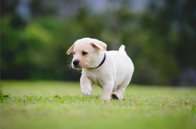 12 Fascinating Facts You Didn’t Know About Newborn Puppies | PetMD