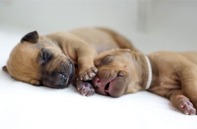 newborn baby puppies