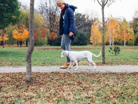 Opioid Overdoses In Pets What Are The Risks Petmd
