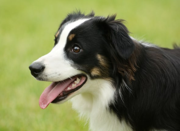 Breathing Difficulties in Dogs | PetMD | petMD