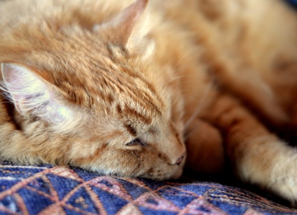 cat euthanasia and cremation cost