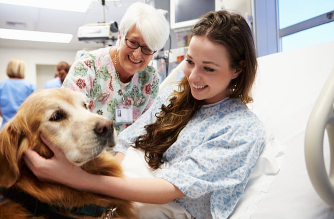 Delve Into Regarding Animals Treatment Services To Help Them In Life