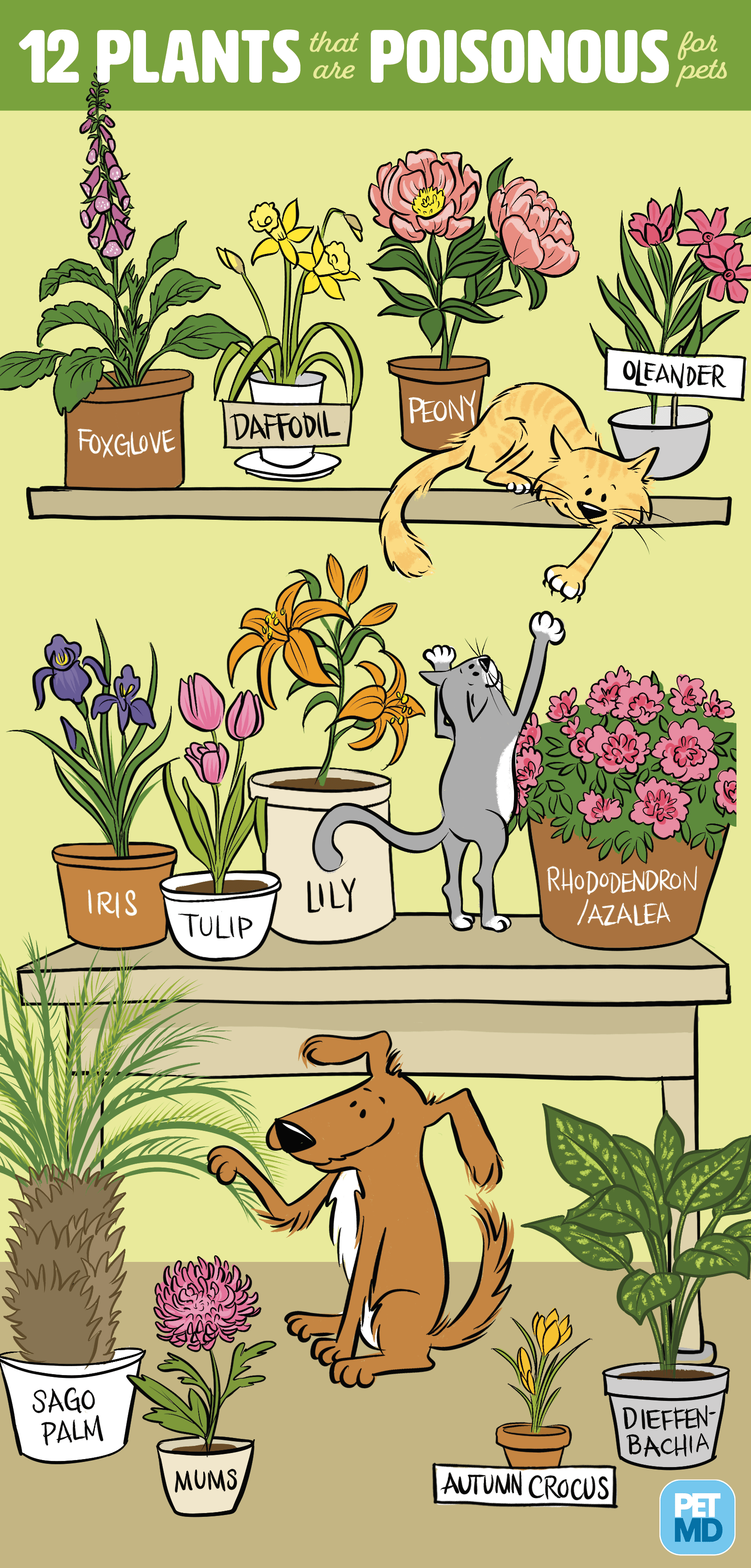 犬や猫のための12有毒植物