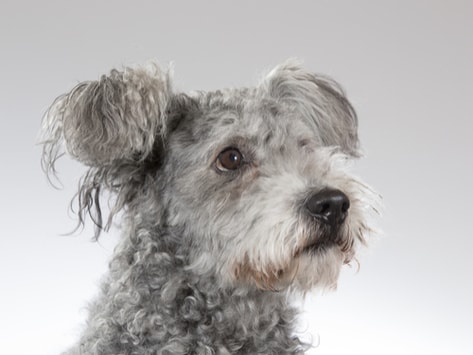 white pumi dog