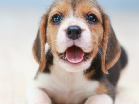Picture of puppy