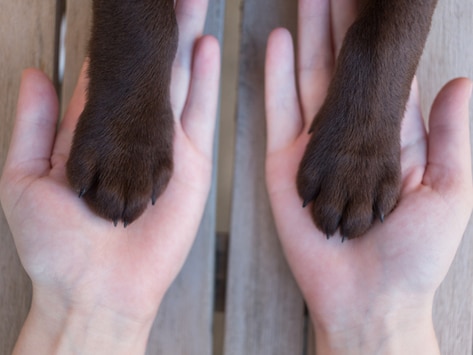 Dog Paw Reflexology Chart