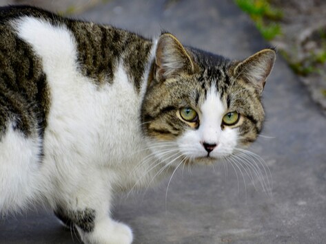 Challenges of Taking in Street Cats