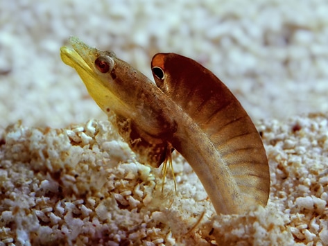 Blenny shop fish care