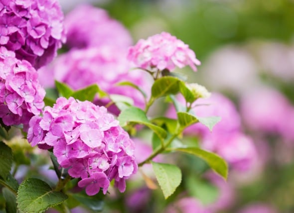 is hydrangea poisonous for dogs