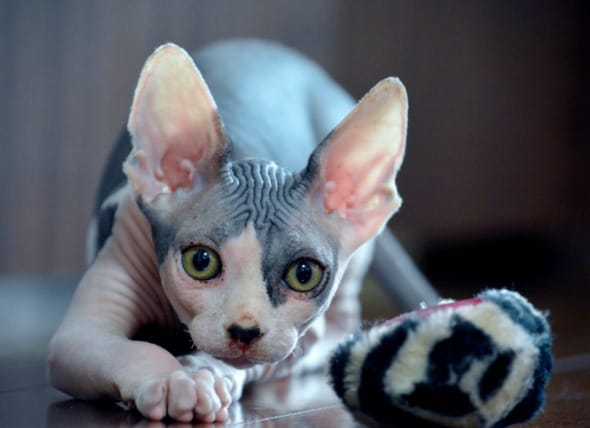 cost of sphynx kitten