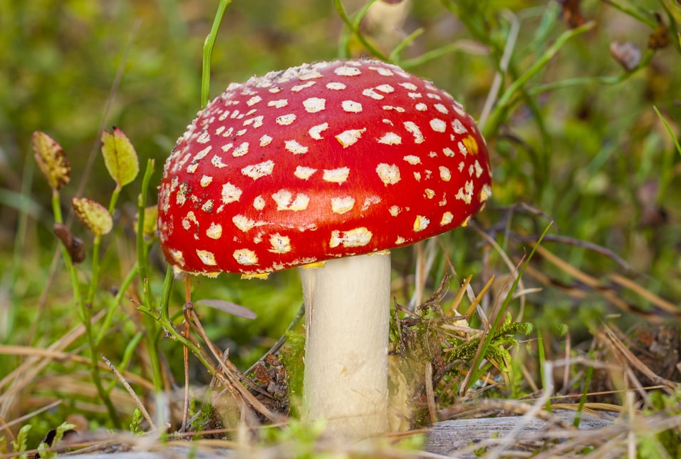 Poisonous Mushrooms for Dogs | petMD