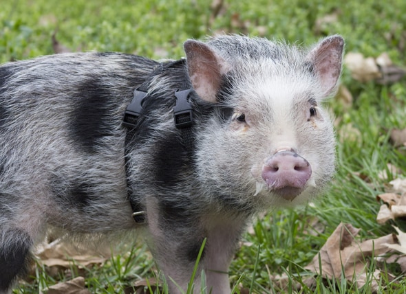 Teacup Pig Size Chart