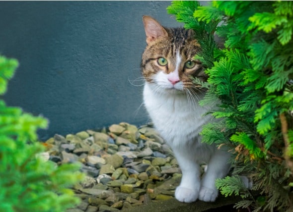 stray cat on my porch