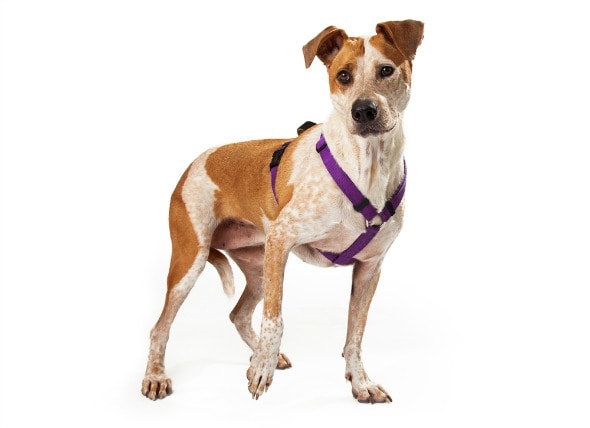 types of dog leashes and harnesses