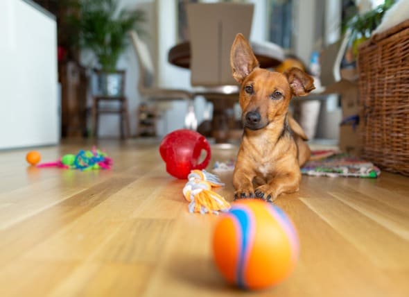 best chew toys for 3 month old puppy