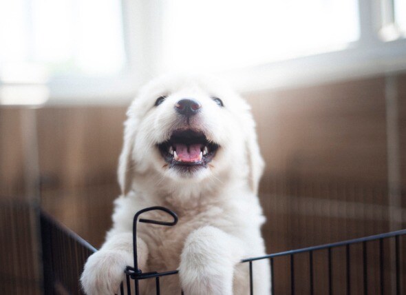 5 Way Shot For Puppies - Durvet Canine Spectra 5 Dog Vaccine Single