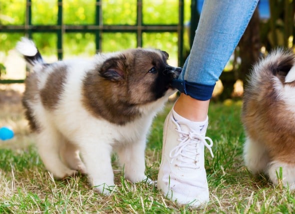 what to do when puppy bites