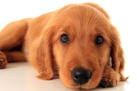 Your Puppy Weeks 12 16 Etc Petmd