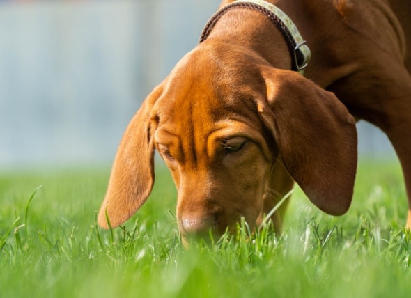 what to do when puppy eats poop