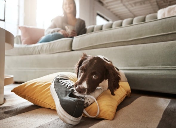 dog chewing shoes