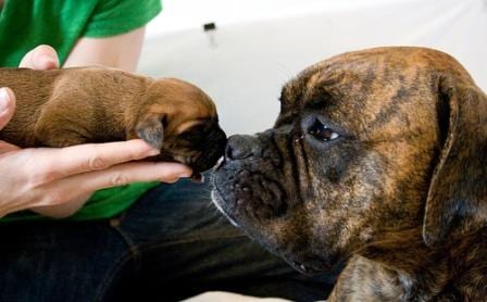 mother dog with puppy, whelping, newborn puppy, helping dog give birth, midwife to dogs