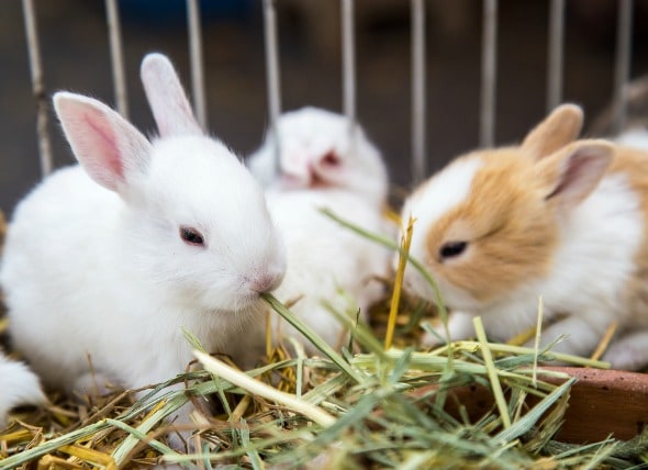 male and female bunnies