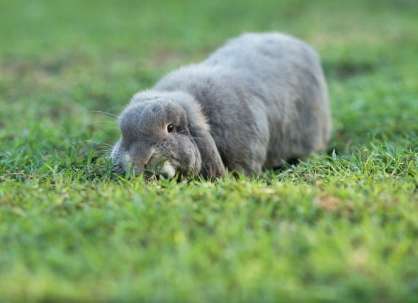 Baby Rabbit Age Chart