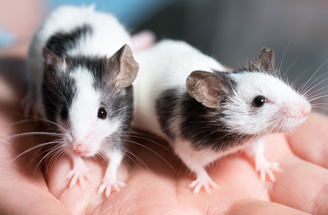 white mice as pets