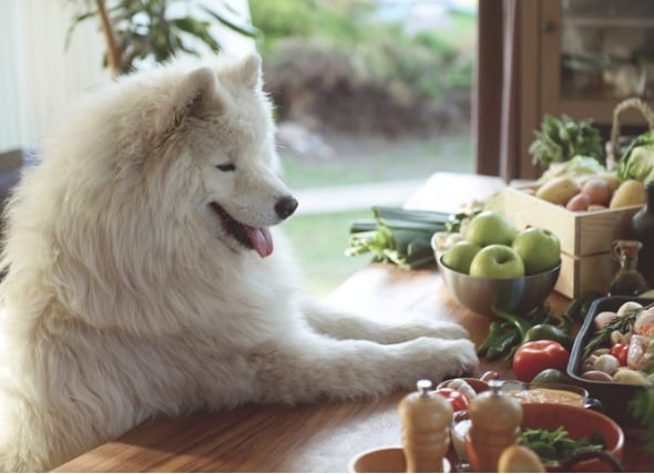 raw food diet for large breed dogs