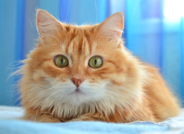 Red Eye in Cats | petMD