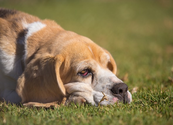 what does it mean when a dog's eyes are red