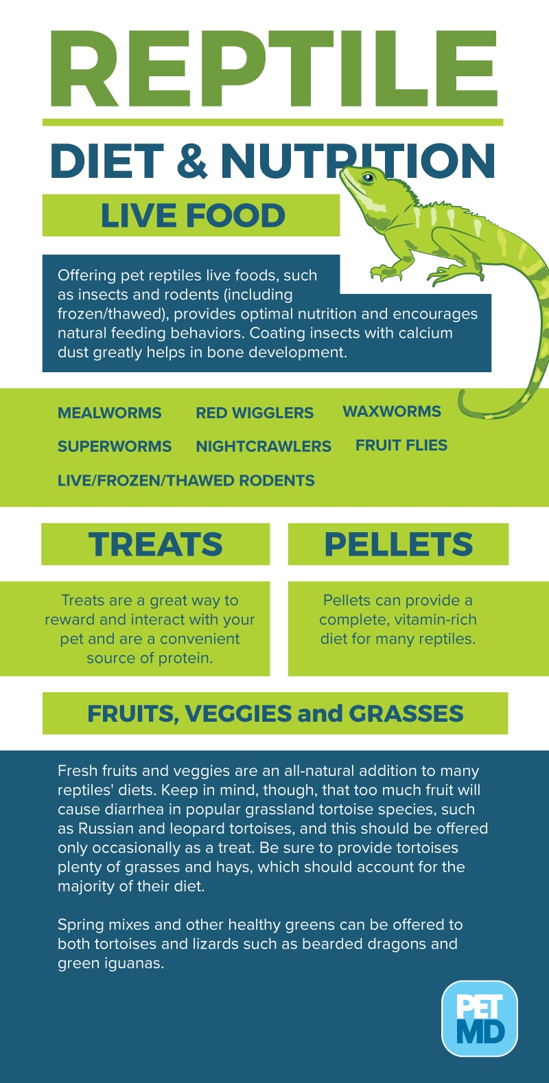 Find the Right Reptile Food for Your Pet Reptile PetMD