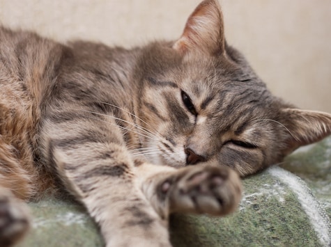 resting sleepy sick cat 169542335 0