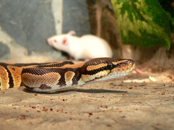 Petmd Mobile Petmd Slideshows
