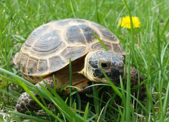 Russian Tortoise Age Size Chart