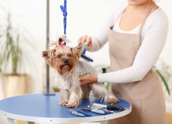 Great Professional Dog Groomer of the decade The ultimate guide 