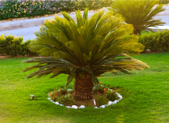 Sago Palm Poisoning in Dogs | Toxic 