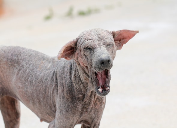 Sarcoptic Mange in Dogs - Symptoms 