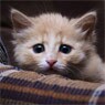 https://www.petmd.com/sites/default/files/scared-cat.jpg