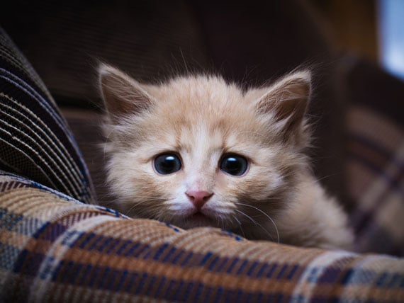 https://www.petmd.com/sites/default/files/scared-kitten-shutterstock_191443322.jpg