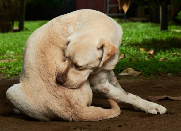 puppies and fleas treatment