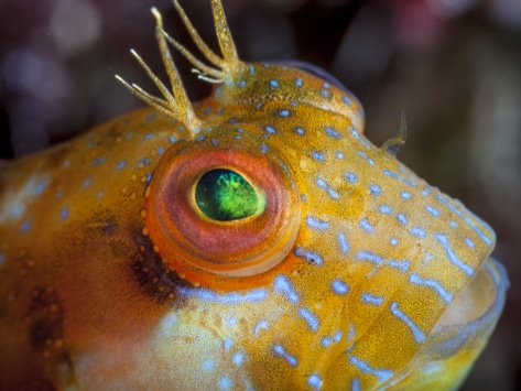 Blenny shop fish care